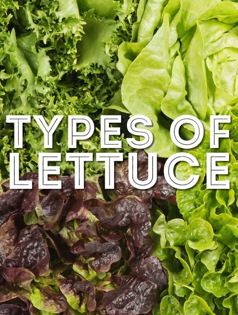 Lettuce Varieties, Vege Dishes, Grilled Romaine Salad, Types Of Lettuce, Lettuce Recipes, Grilled Romaine, Types Of Salad, Romaine Salad, Food Scientist