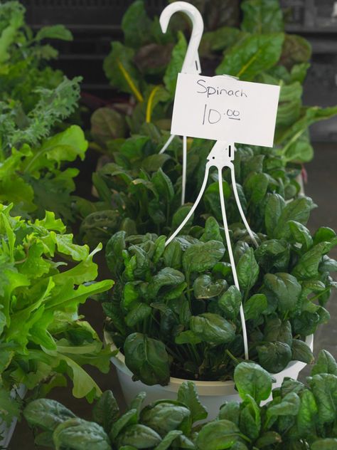 Grow Spinach Indoors, Grow Spinach, Growing Spinach, Organic Pesticide, Mountain Rose Herbs, Tiny Plants, Liquid Fertilizer, Plant Lighting, Growing Seeds