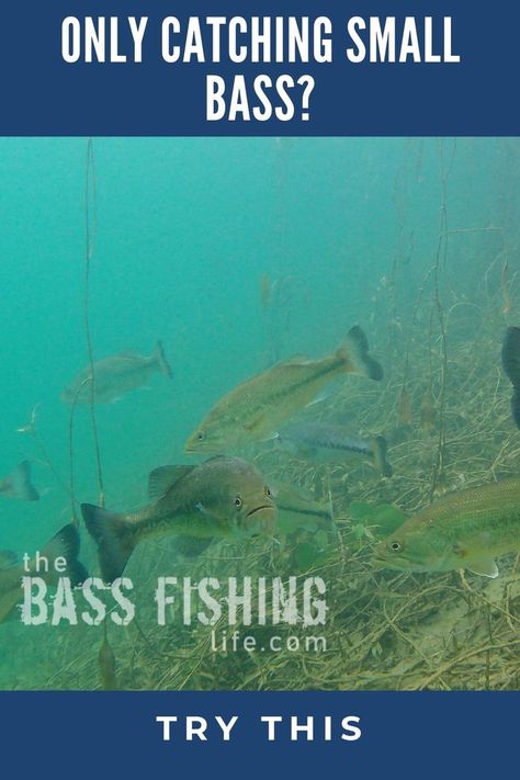 There are times when it seems we only catch little bass. What can we do to put the odds in our favor to catch a bigger bass? #bassfishing #fishing #largemouthbass #smallmouthbass #bassfishingtips Largemouth Bass Fishing, Fishing For Beginners, Bass Fishing Tips, Smallmouth Bass, Fishing Techniques, Largemouth Bass, Fishing Guide, Men Store, Catching Fish