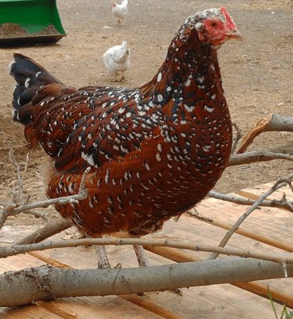 Red Star Chickens, Speckled Sussex Chicken, Road Island Red Chickens, Blue Laced Red Wyandotte Hens, Sussex Chicken, Chicken Yard, Rhode Island Red Chickens, Meat Birds, Rhode Island Red