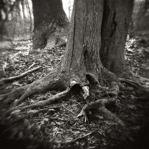 Holga camera photography by Angela Petsis. Film photography. Toy camera. Holga. Nature photography. Trees. Black and white photography. Three trees Holga Photography, Nature Black And White, Trees Black And White, Nature Photography Trees, Toy Camera, Black And White Tree, Natural Forms, Camera Photography, White Photography