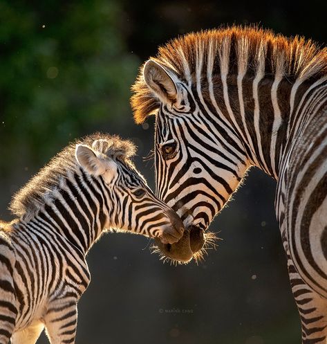 African Animals Photography, Zebra Art, Zebras Animal, Your Spirit Animal, Majestic Animals, African Wildlife, Wildlife Animals, African Animals, Animal Planet