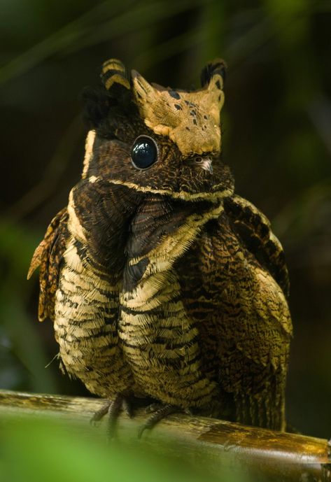 The great eared nightjar looks like a baby dragon - Australian Geographic Great Eared Nightjar, Interesting Animals, Rare Animals, Cool Animals, Animal Reference, Little Dragon, Pretty Animals, Animal References, Baby Dragon