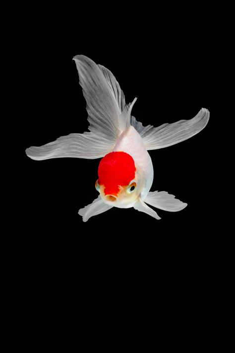 Richly Hued Portraits of Elegant Chinese Goldfish by Tsubaki | Colossal Chinese Goldfish, Goldfish Species, Lionhead Goldfish, Goldfish Wallpaper, Oranda Goldfish, Fancy Goldfish, Ikan Air Tawar, Goldfish Art, Goldfish Tank