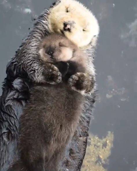 Otter Tattoo, Baby Sea Otters, Morro Bay California, Otter Pup, Baby Otter, Dog Tumblr, Otters Cute, Baby Otters, Animal Room