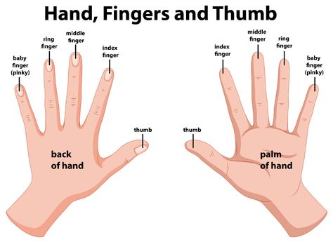 parts of a hand - Ecosia - Images Hands Anatomy, Hand Anatomy, Hand Finger, Baby Finger, Human Body Parts, Medical Anatomy, Diagram Design, Human Hand, Anatomy Drawing