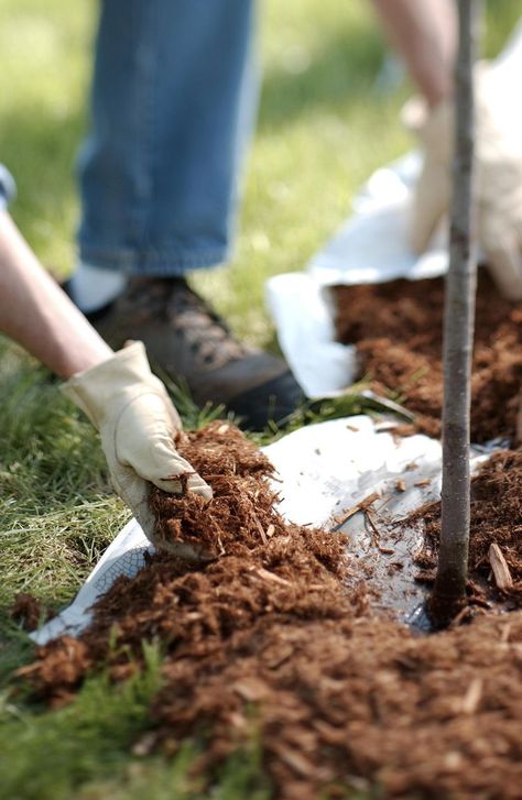 9 Steps to Mulching Like a Pro Gardener Fall Garden Checklist, Mulch Around Trees, Garden Checklist, Garden Mulch, Types Of Mulch, Mulch Landscaping, Gardening Trends, Dogwood Trees, Tree Care