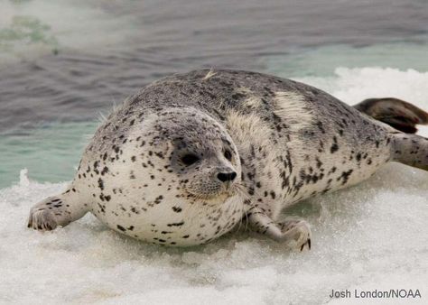 Spotted Seal | Qasibiaq Seal Pictures, Spotted Seal, Harbor Seal, Sea Mammal, Cute Seals, Seal Pup, Baby Seal, Ceramic Inspiration, Arctic Ocean