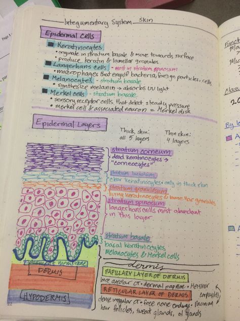 Integumentary system-skin The Integumentary System Notes, Integumentary System Drawing, Integumentary System Notes, Histology Notes, Skin Physiology, Memes Nursing, Skin System, Anatomy Notes, Nursing Pictures