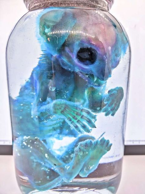 Diaphonization Aesthetic, Wet Specimen Aesthetic, Animal Xray, Diaphonized Specimens, Wet Specimen Taxidermy, Evil Mermaids, Futurism Art, Wet Specimen, Taxidermy Art