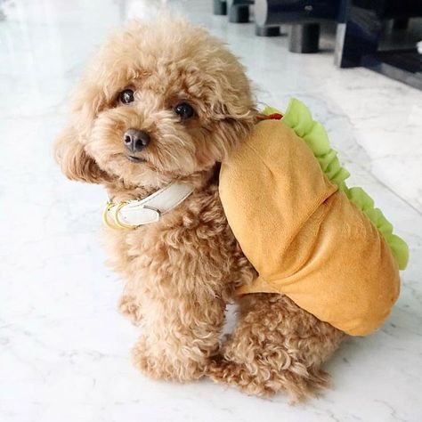 Country Living su Instagram: "What I really mean when I say I want a hot dog. 🌭 #regram @mygingerdoodle" Anjing Poodle, Doodle Dog, Toyama, Poodle Puppy, Cute Dogs And Puppies, Poodle Dog, Toy Poodle, Baby Dogs