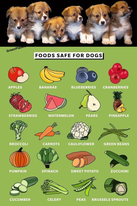 What To Add To Dog Food, Dog Friendly Vegetables, Dog Food Allergy Diet, Green Bean Dog Treats, Dog Safe Vegetables, Raw Diet For Dogs, Can Dogs Eat Carrots, Organic Cat Food, Dog Diet Plan