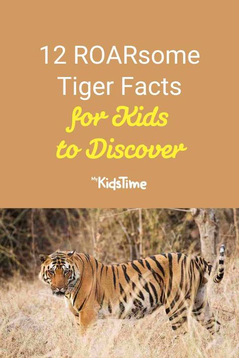 Tiger Facts For Kids, Panda Facts For Kids, Panda Facts, International Tiger Day, Tiger Habitat, Project Tiger, Tiger Facts, Female Tiger, Tiger Species