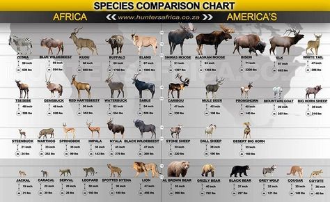 Big Game Hunting Infographic - North America vs. Africa Animals Africa Hunting, Alaskan Moose, Western Hunting, Blue Wildebeest, Nature Hunt, Hunting Guide, Deer Species, Types Of Hunting, Big Game Hunting