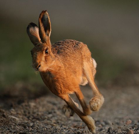 Hare running in the evening Lepus europaeus | Flickr - Photo Sharing! Jack Rabbit Running, Running Animals, Hare Running, Hare Pictures, Running Rabbit, Tattoo Nature, Animal Movement, Wild Rabbit, Animal Study