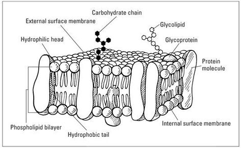 Fluid Mosaic Model Diagram | The Fluid-Mosaic Model of the Cell Plasma Membrane - For Dummies Cell Membrane Activity, Fluid Mosaic Model, Cell Membrane Transport, Cell Membrane Structure, Membran Sel, Cell Transport, Cells Worksheet, Biology Worksheet, Membrane Structure