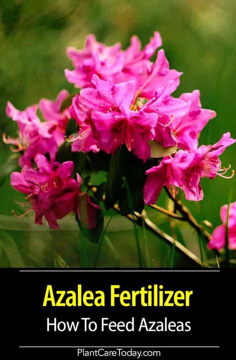 Learn how to feed Azaleas and the best fertilizer to use for these plants. It's possible to bring Azalea back to life with proper care. [DETAILS] When To Fertilize Azaleas, Azelia Bush Planting, Landscape Pots, Azalea Care, Rhododendron Care, Pruning Azaleas, Azaleas Landscaping, Azaleas Care, Azalea Shrub