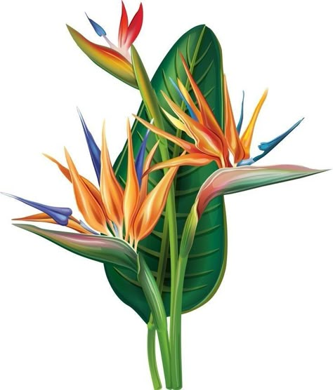 Strelitzia Reginae, Bird Of Paradise Plant, Paradise Flowers, Paradise Plant, Birds Of Paradise Flower, 수채화 그림, Plant Drawing, Tropical Art, Bird Of Paradise