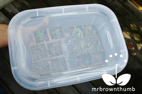 Seed starting "greenhouse" from plastic bin Plastic Bin Greenhouse, Seed Starting Greenhouse, Condo Garden, Bio Dome, Greenhouse Diy, Seed Starters, White Clematis, Peace Garden, Garden Plot