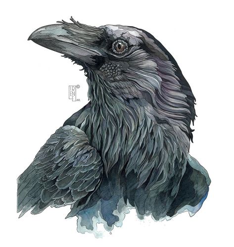 Irene Meniconi | Animal watercolor artist | “Raven” 50 x 70 cm Watercolor, ink, markers, colored pencils and gouache on paper. Private collection ⭐️ Limited edition available in… | Instagram Watercolor And Ink Animals, Raven Watercolor Paintings, Raven Ink Drawing, Color Pencil Art Nature, Irene Meniconi Art, Gouache Animals, Irene Meniconi, Birds Reference, Raven Watercolor