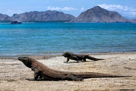 Komodo dragons, Komodo National Park, Flores Island, Indoneseia.  The Komodo National Park cruises & adventures by Hello Flores will be your ultimate travel experience and a great Komodo & Flores island tour! Explore Flores and the UNESCO world heritage with a liveaboard from Labuan Bajo, which offer unique cruising, trekking and diving experience beyond expectations! Book your trip with Hello Flores www.helloflores.com Pulau Komodo, Komodo National Park, Komodo Island, Komodo Dragon, Galapagos Islands, Island Tour, Komodo, Reptiles And Amphibians, A Whole New World