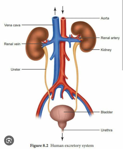 Human Excretory System, Excretory System, Zoology, Human Body, Science, Human, Media