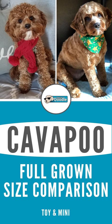 How big do Cavapoos get? Learn all about Cavapoo size and how large a Cavapoo full grown will be. Toy and Mini Cavapoo sizes are both included! #cavapoo #cavapoos #cavoodle #cavoodles #cavapoosizes #cavapoopuppy #toycavapoo #minicavapoo #teacupcavapoo Toy Cavoodle Full Grown, Cockerpoo Full Grown, Cavapoo Grooming, Cavapoo Full Grown, Mini Cavapoo, Mini Cockapoo, Doodle Dog Breeds, Poodle Mix Breeds, Poodle Mix Puppies