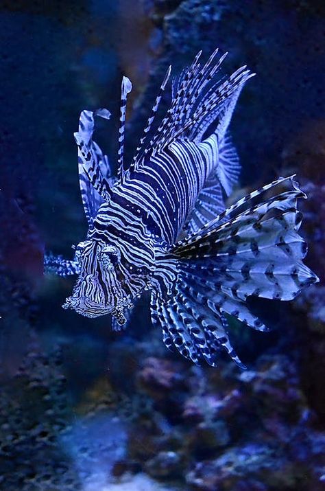 Cool Sea Creatures, Sea Life Animals, Bawah Air, Water Poster, Underwater Animals, Lion Fish, Beautiful Sea Creatures, Water Animals, Underwater Creatures