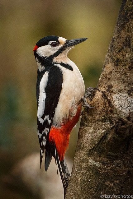 Regnul Animal, Spotted Woodpecker, Nest Box, Most Beautiful Birds, British Wildlife, Kinds Of Birds, 수채화 그림, Nature Birds, Backyard Birds