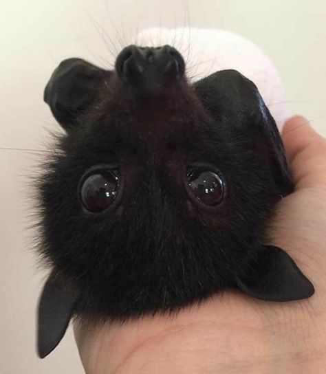 What a very cute baby bat Fruit Bat, Baby Bats, Cute Bat, Black Bat, Puppy Care, Silly Animals, Cute Creatures, Cute Little Animals, 귀여운 동물