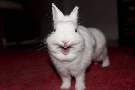 rabbit teeth - Google Search Rabbits Yawning, Rabbit Yawning, Rabbit Teeth, Confused Meme, Bunny Teeth, Alice In Wonderland Drawings, Cute Bunny Pictures, Therapy Animals, Fluffy Bunny