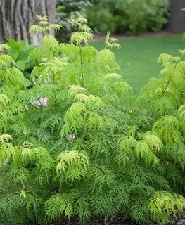 Elderberry – Planting, Growing, and Caring for Elderberry Plants | Garden Design Lemony Lace Elderberry, Sambucus Racemosa, Elderberry Shrub, Elderberry Plant, Elderberry Bush, Flower Pot Design, Planting Ideas, Border Plants, White Plants