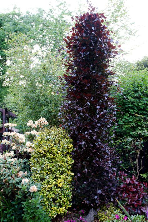 This is another purple beech tree which we think is very beautiful.  The is a relatively rare, architectural tree with striking, deep purple foliage.  Initially in spring the foliage is red before turning deep purple. In autumn the  leaves turn a copper colour.   We planted our fastigiate Beech tree in 1990  and in recent years we  have maintained it to a height  of around 3.5 m (11ft) and width 60cm (2ft).    ‘Dawyck Purple’ Beech would normally grow to 10m (33ft) in height  x 3m (10ft) in ... Architectural Trees, Fagus Sylvatica, Conifers Garden, Garden Nails, Columnar Trees, Specimen Trees, Beech Tree, Magic Garden, Garden Shrubs