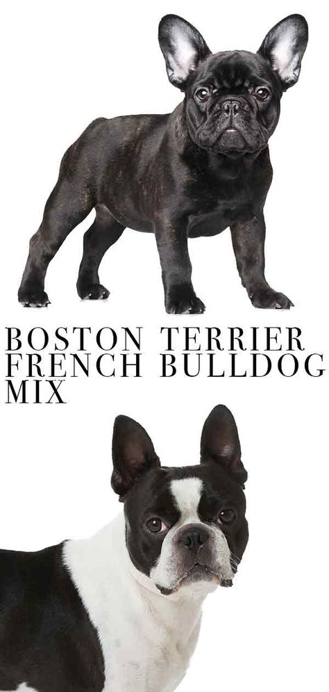 Boston terrier french bulldog mix. French Bulldog Pictures, French Bulldog Mix, French Bulldog Breed, Names Dog, Baggy Bulldogs, Bulldog Pictures, Puppies Pictures, Images Cartoon, Best Dog Photos