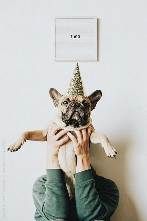 Dog Birthday Pictures, Dog Bday, Dog First Birthday, Puppy Birthday Parties, Puppy Photography, Dog Birthday Cake, Dog Photoshoot, Puppy Birthday, Dog Birthday Party