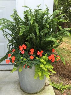 This year's planters - Kimberly Queen ferns with Impatiens & Creeping Jenny Summer Planter Ideas, Garden Flowers Ideas, Fern Planters, Summer Planter, Creeping Jenny, Minimalist Garden, Container Gardening Flowers, Flowers Ideas, Planter Ideas