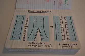 Biology Interactive Notebook, Biology Notebook, Science Interactive Notebooks, Biology Activities, Dna And Rna, Biology Genetics, Biology Ideas, Biology Teaching, Interactive Notebook Ideas