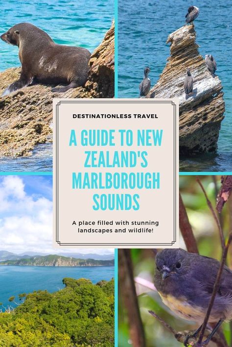 4 BEST Marlborough Sounds Cruises & Important Info You NEED to Know Marlborough Sounds New Zealand, Packing For New Zealand, Marlborough Sounds, Nz Travel, New Zealand Travel Guide, Bucket List Vacations, Best Cruise, New Zealand Travel, Road Trip Itinerary