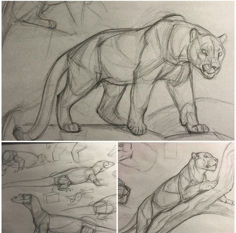 Jaguar Drawing Sketches, Zoo Drawing, Feline Anatomy, Big Cats Drawing, Lion Sketch, Cat Anatomy, Animal Drawings Sketches, Big Cats Art, Animal Study