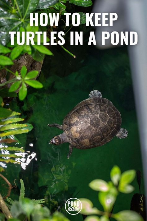 To keep turtles healthy, happy, and from running away, you have to provide the right habitat. Learn how to keep turtles in a pond with these important tips! Outdoor Pond For Turtles, Backyard Turtle Pond Ideas, Above Ground Turtle Pond, Outdoor Turtle Habitat Diy Pond Ideas, Turtle Pond Ideas Outdoor, Aquatic Turtle Habitat Ideas Outdoor, Turtle Ponds Backyard, Turtle Ponds Backyard Diy, Turtle Pond Ideas