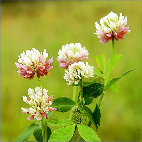 Clover Flower Tattoo, Clover Field, Clover Plant, British Wild Flowers, White Clover, 강아지 그림, Clover Flower, Wildlife Gardening, Meadow Flowers