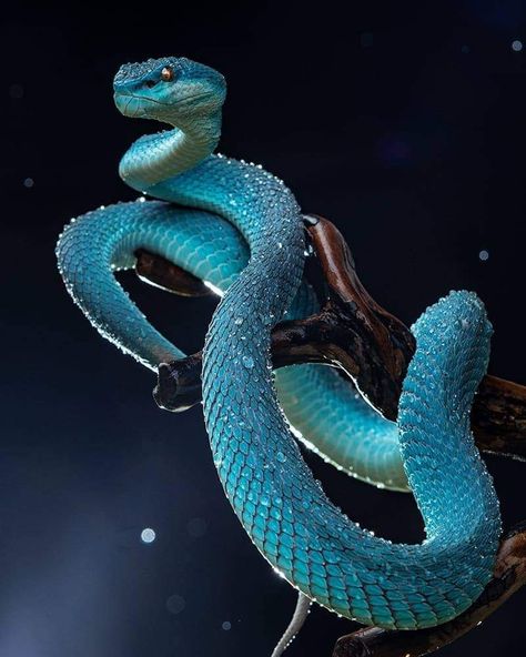 Snake Bite Piercing Tongue, Blue Viper Snake, Snake Anime, Blue Viper, Anime Snake, Aesthetic Snake, Snake Aesthetic, Snake Enclosure, Snake Photos