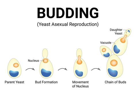 Budding Yeast Asexual Reproduction Science Design Illustration Diagram Asexual Reproduction, Science Design, Heart Tree, Cityscape Photos, Logo Banners, Nature Backgrounds, Heart With Arrow, Photo Template, Background Banner