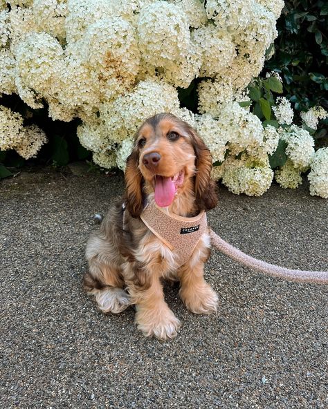 Willow The Show Cocker Spaniel 🐾 | Tongue Out Tuesday 😛🌸 Loved walkies in the park in the sunshine today and met lots of friends! #tongueouttuesday #tongueouttuesday👅… | Instagram Cocker Spaniel Haircut, Show Cocker Spaniel, Lots Of Friends, Tongue Out Tuesday, Cocker Spaniel Puppies, Cute Animals Puppies, Dream Dog, Very Cute Dogs, Puppies And Kitties