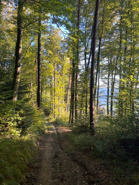 forest walks >> Forest Walks Aesthetic, Walks In The Woods, Walks In Nature Aesthetic, Nature Walks Aesthetic, Forest Walk Aesthetic, Journey Collage, Walk In Woods, Walking In A Forest, Walking In Forest