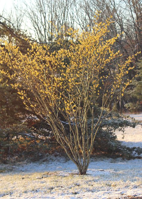 Trees We Love - Witch Hazel | Shade ... Witch Hazel Tree, Hazel Tree, Front Flower Beds, Rock Landscaping Ideas, Raised Flower Beds, Lenten Rose, Rock Landscaping, Bed Plans, Herbaceous Perennials