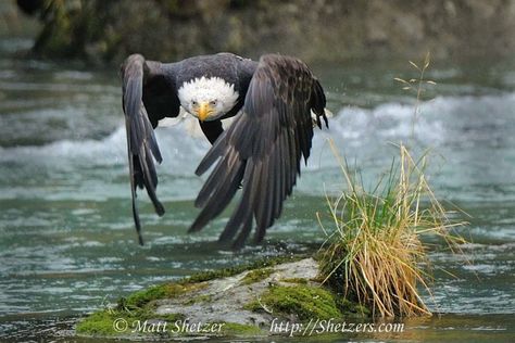 Haliaeetus Leucocephalus, Aigle Royal, Regnul Animal, Eagle In Flight, The Eagles, An Eagle, Pretty Birds, Birds Of Prey, Nature Animals