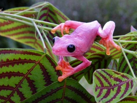 Pink panther!!! Pink Tree, Tree Frog, Frogs, Pink Red, Friends Family, With Friends, The World, Red, Pink