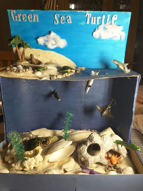 Above/below water diorama. Green sea turtle. 3rd grade Water Diorama, Ecosystems Diorama, Ocean Diorama, Biomes Project, Diorama Kids, Diarama Ideas, Ecosystems Projects, Habitats Projects, Ocean Habitat