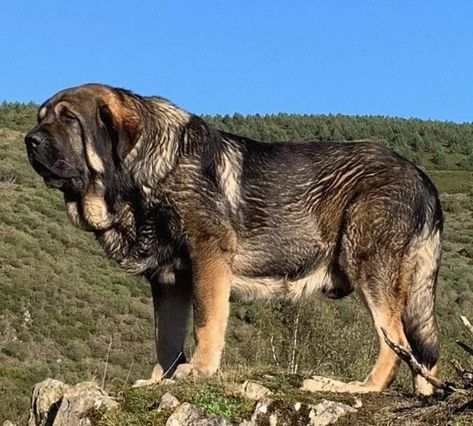 Japanese Mastiff, Dog Types, Spanish Mastiff, Guardian Dog, Kangal Dog, Acne Soap, Rare Dog Breeds, Livestock Guardian Dog, Livestock Guardian